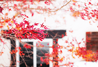 加拿大移民推新政策,到枫叶国定居就更容易了!